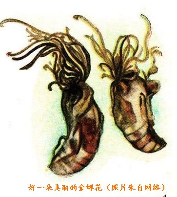 金蝉花哪些人不能吃原因图片,金蝉花的功效与作用及食用方法是什(3)
