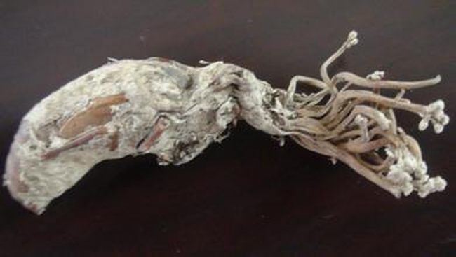 金蝉花哪些人不能吃原因图片,金蝉花的功效与作用及食用方法是什(3)