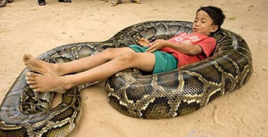 史上最大泰坦巨蟒有多少斤,建筑工地挖出巨蟒