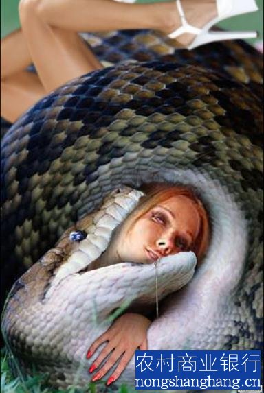 中国发现一条百年巨蟒,大蟒蛇吃人事件视频图