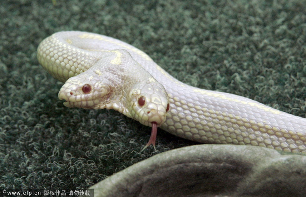 中国发现一条百年巨蟒,大蟒蛇吃人事件视频图
