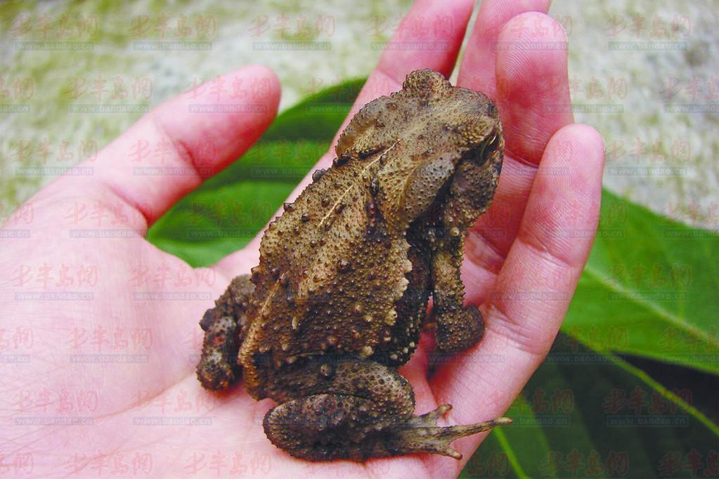 活蟾蜍治癌偏方是真的吗怎么吃,蟾蜍治癌症晚