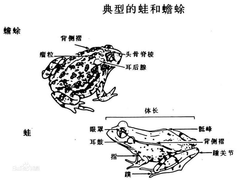 活蟾蜍治癌偏方是真的吗怎么吃,蟾蜍治癌症晚