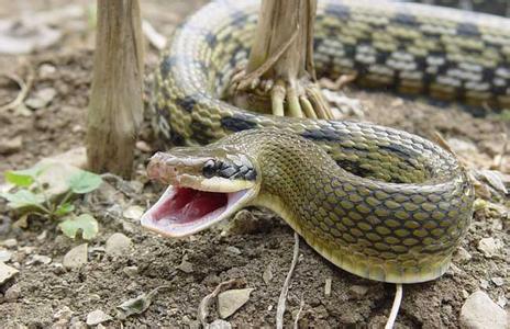 网曝一男子吃蛇无数变成蛇人真相,男子吃蛇变