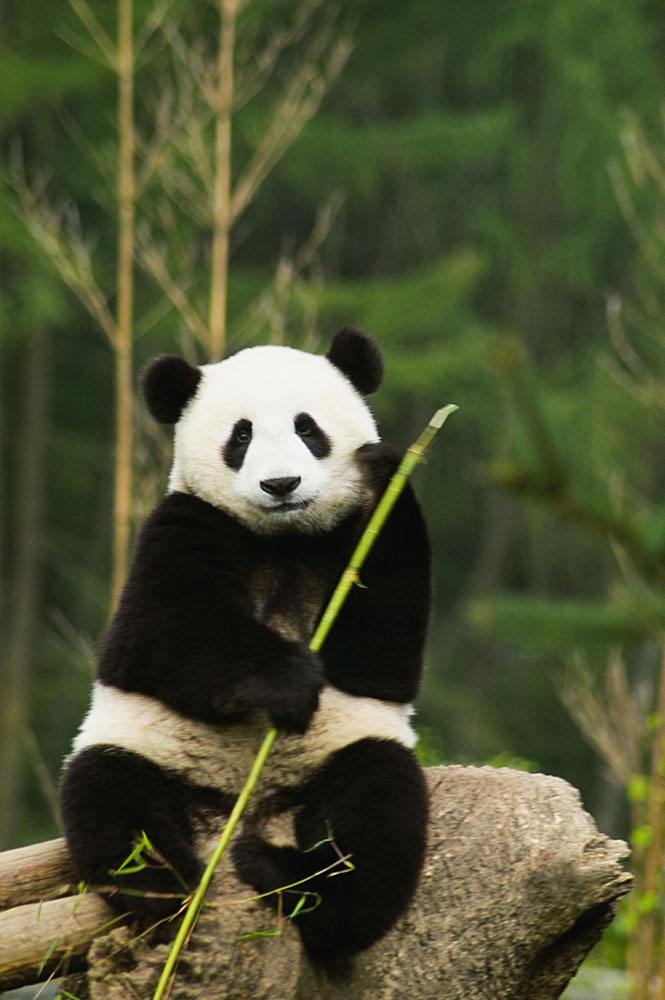 中国熊猫在美国的真实生活,美国人为什么喜欢大熊猫原因