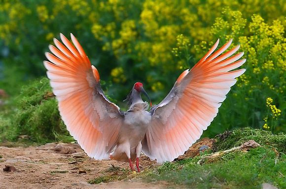 揭秘朱鹮为什么灭绝原因,国宝朱鹮还有多少只最新消息