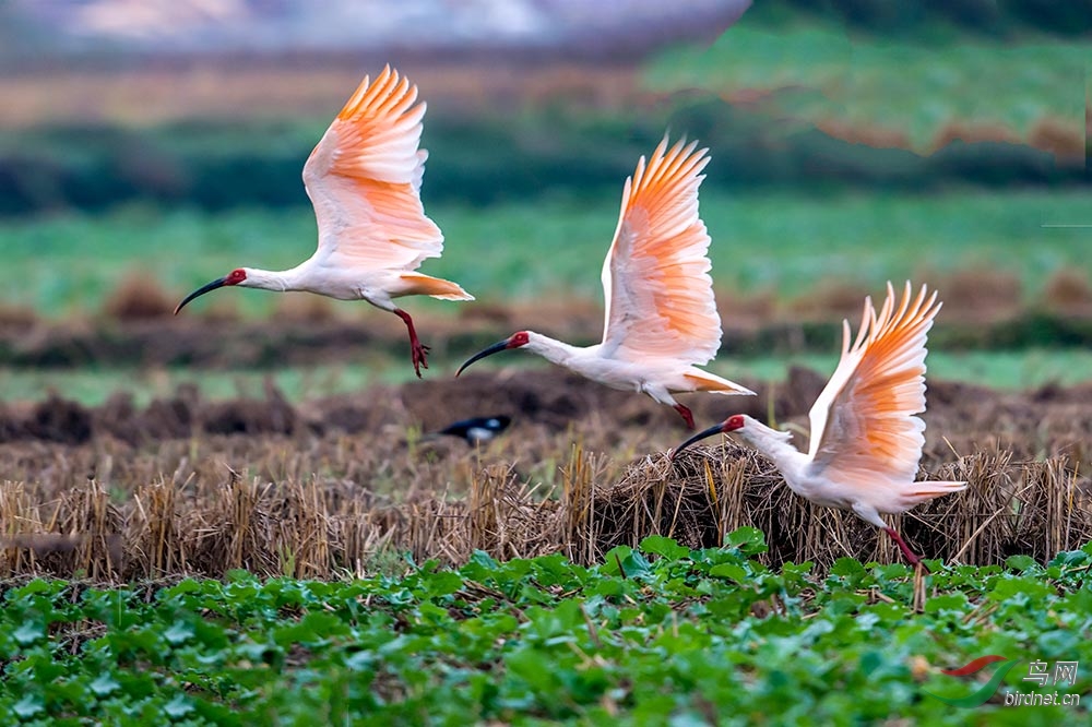揭秘朱鹮为什么灭绝原因,国宝朱鹮还有多少只最新消息