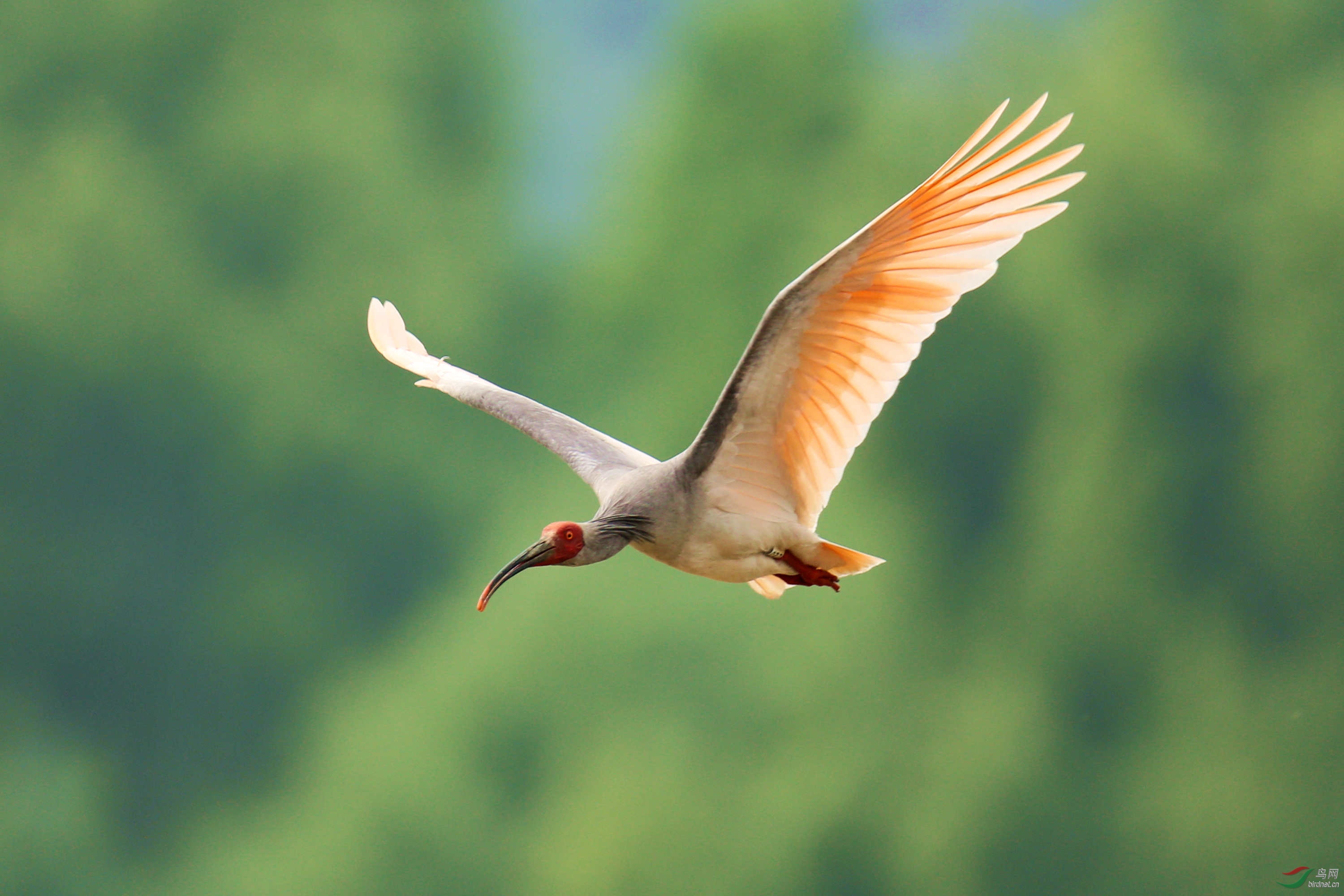 揭秘朱鹮为什么灭绝原因,国宝朱鹮还有多少只最新消息