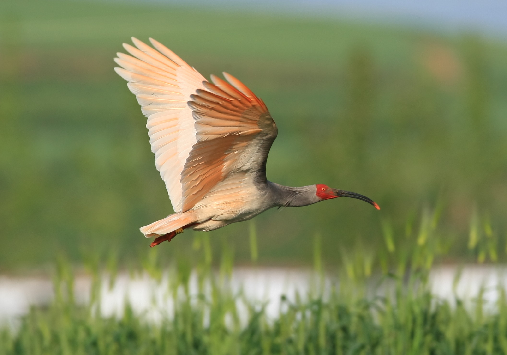 揭秘朱鹮为什么灭绝原因,国宝朱鹮还有多少只最新消息