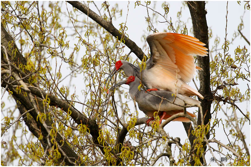 揭秘朱鹮为什么灭绝原因,国宝朱鹮还有多少只最新消息