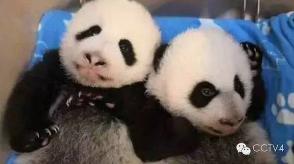 外国人排队看大熊猫现场照片,中国大熊猫对世