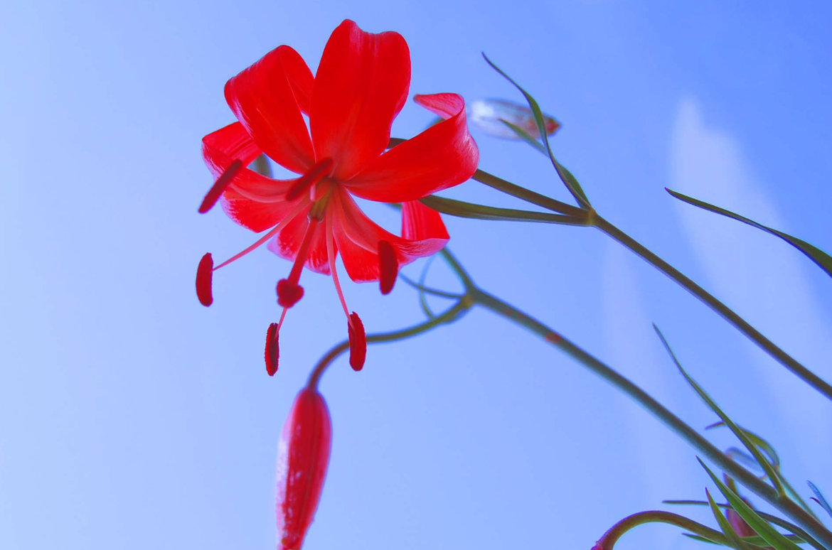 草原最美的花 火红的萨日朗什么意思?出自什么歌?完整钢琴谱简
