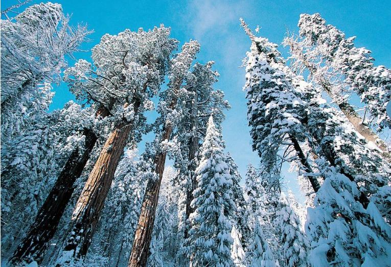 下雪的说说心情短语图片 听银装素裹里雪落下的声音