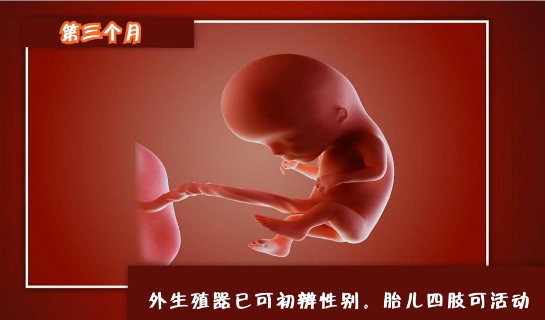 怀孕几个月能看出男孩女孩准确 胎儿性别成形的时间?